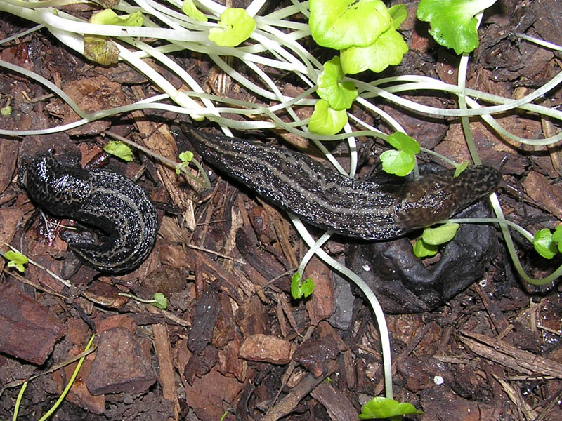 Limax maximus nel mio giardino a Brs (Austria)