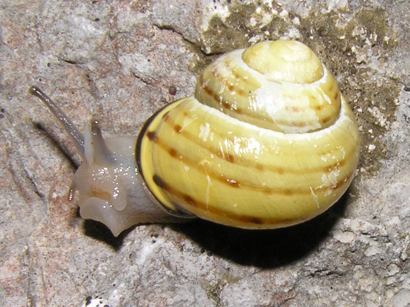 Cepaea (Cepaea) nemoralis (Linnaeus, 1758)