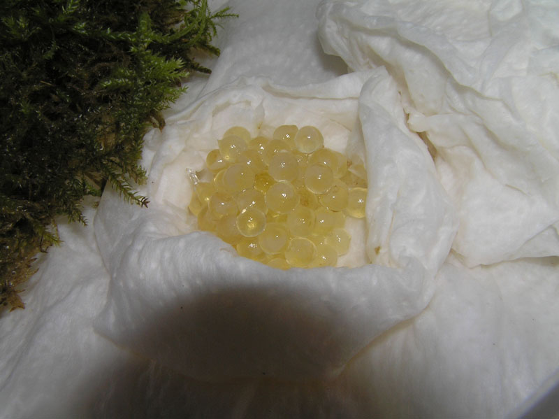 Limax del corsicus-gruppo dal Monte Terminio (AV)