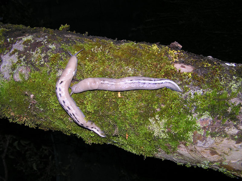 Limax aldrovandi Moquin-Tandon 1855 della Toscana