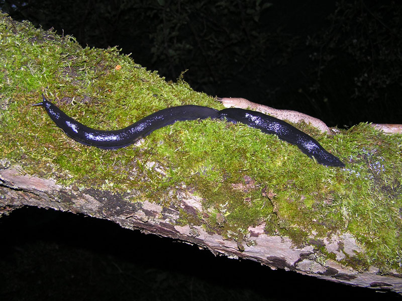 Limacidae dei Monti del Matese (CB)