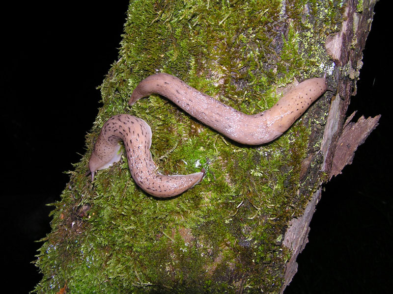 Limax millipunctatus dal Gargano (FG)