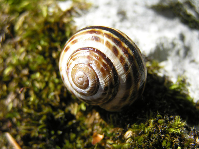 Cepaea (Cepaea) sylvatica (Draparnaud, 1801)