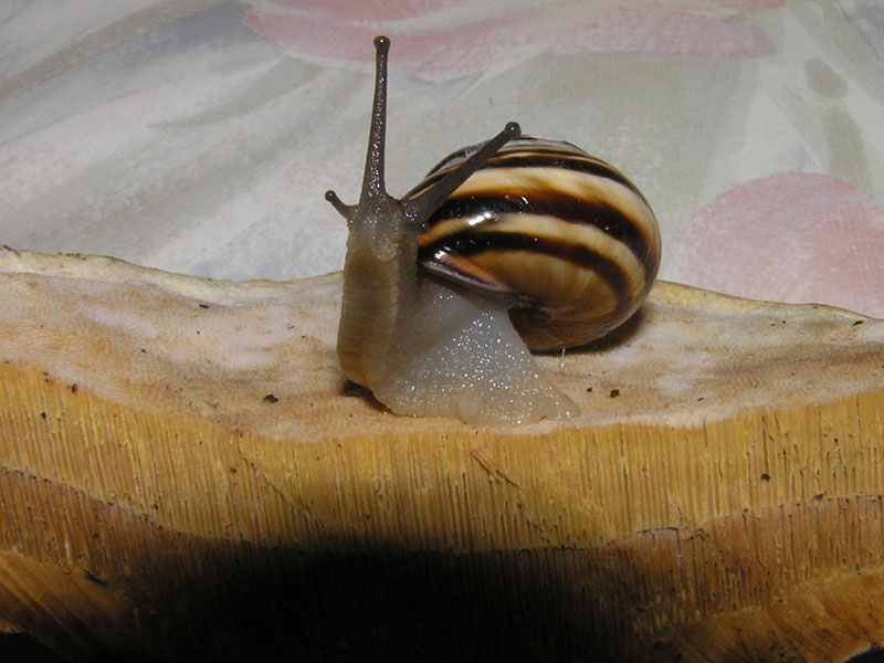 Cepaea (Cepaea) sylvatica (Draparnaud, 1801)