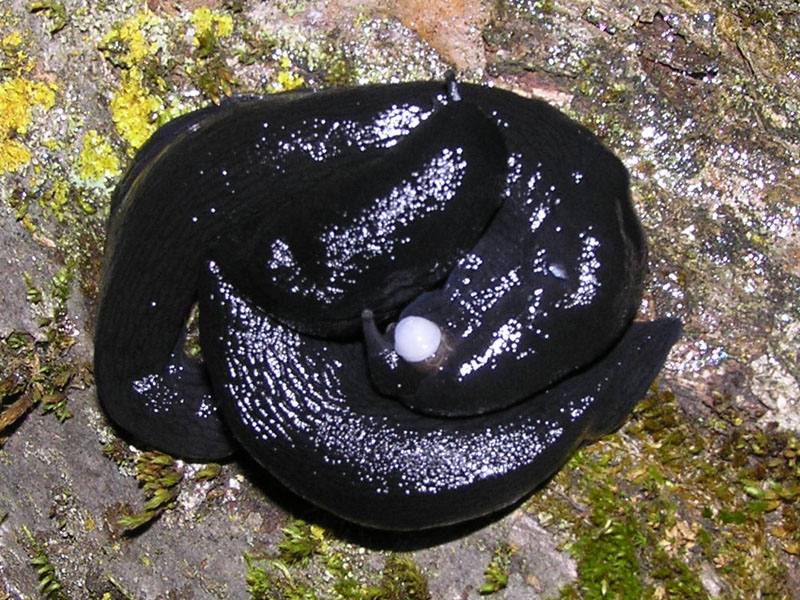 Limacidae dei Monti del Matese (CB)