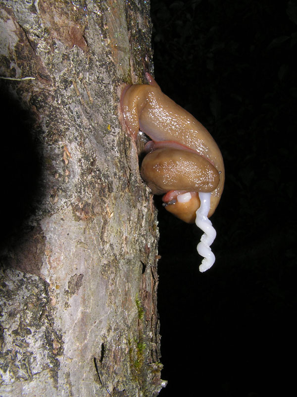 Limax del corsicus-gruppo dal Monte Terminio (AV)