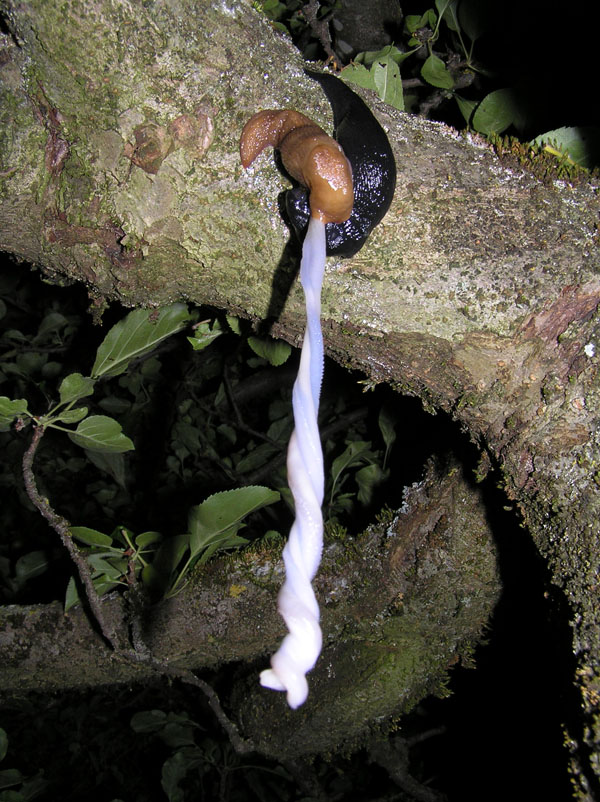 Limax del gruppo corsicus da Toro (CB)