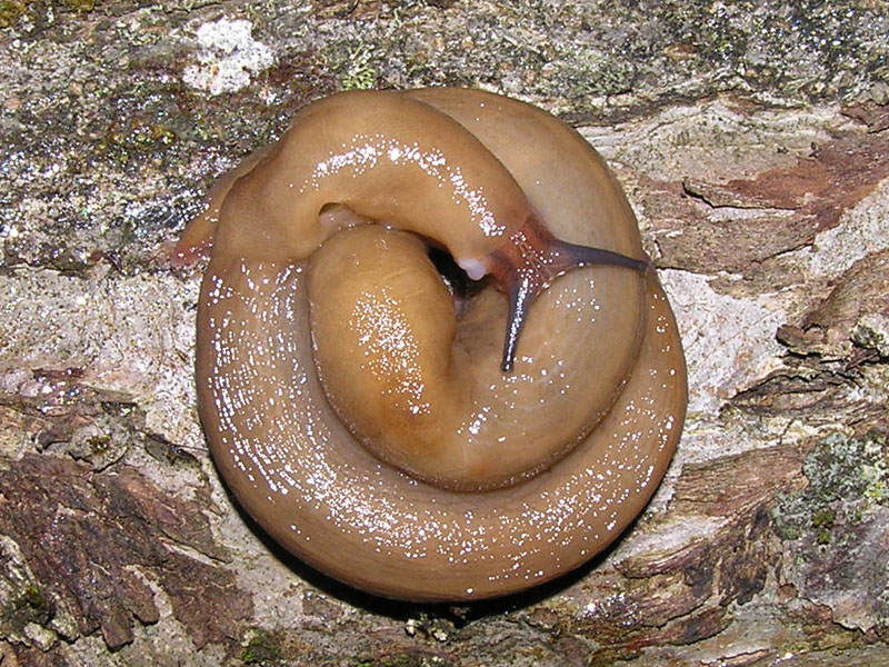 Limacidae dei Monti del Matese (CB)