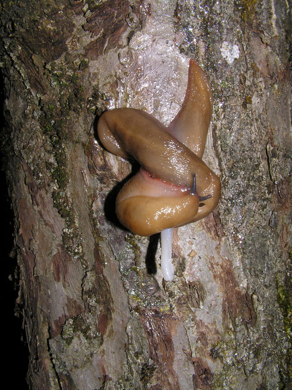 Limax del corsicus-gruppo dal Monte Terminio (AV)