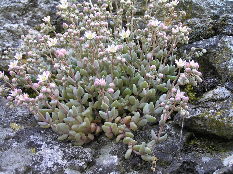 Piante del Val Maira (CN)