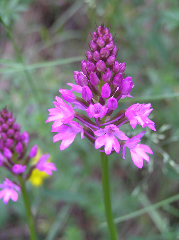 Orchidee del Val Maira (CN)