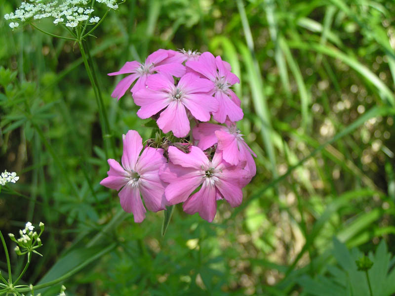 Piante del Val Maira (CN)