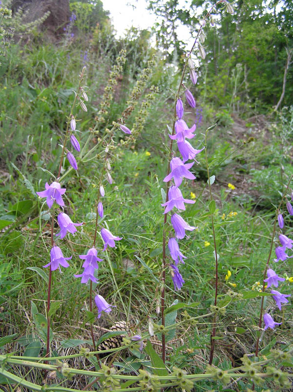 Piante del Val Maira (CN)