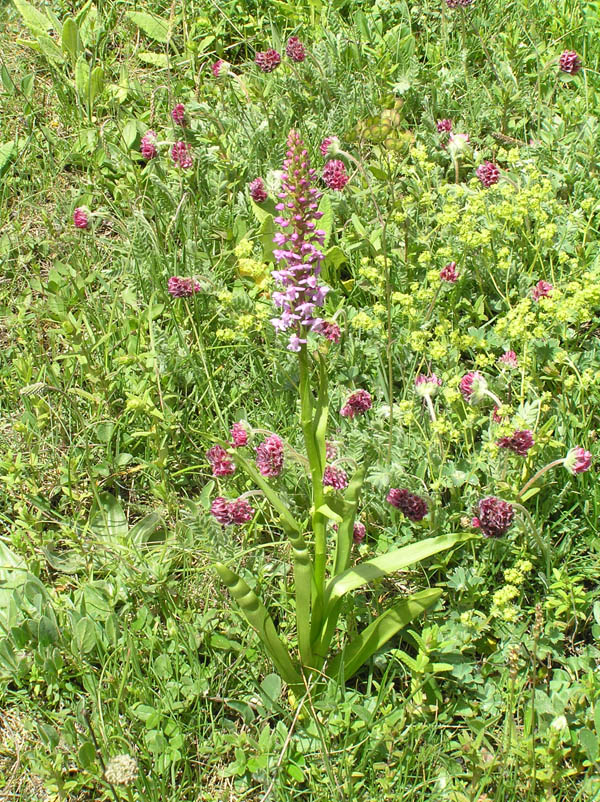 Orchidee del Val Maira (CN)