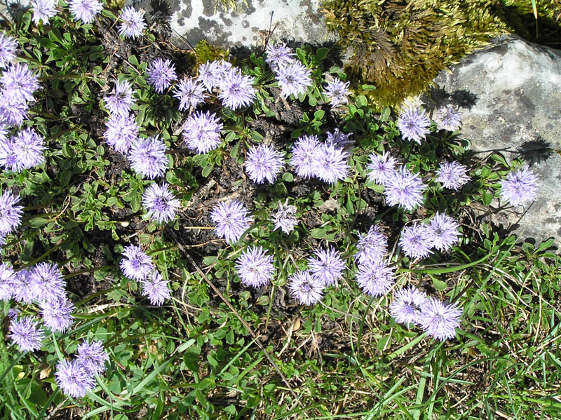 Piante del Val Maira (CN)