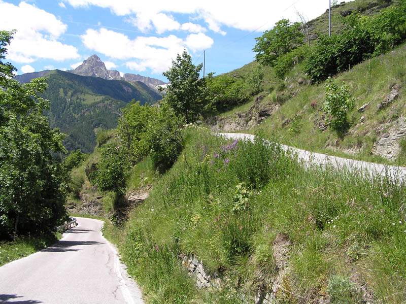Piante del Val Maira - da Elva (CN) - da determinare (2)