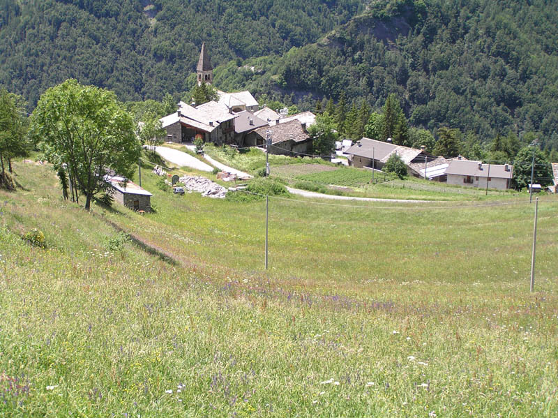 Piante del Val Maira - da Elva (CN) - da determinare (2)