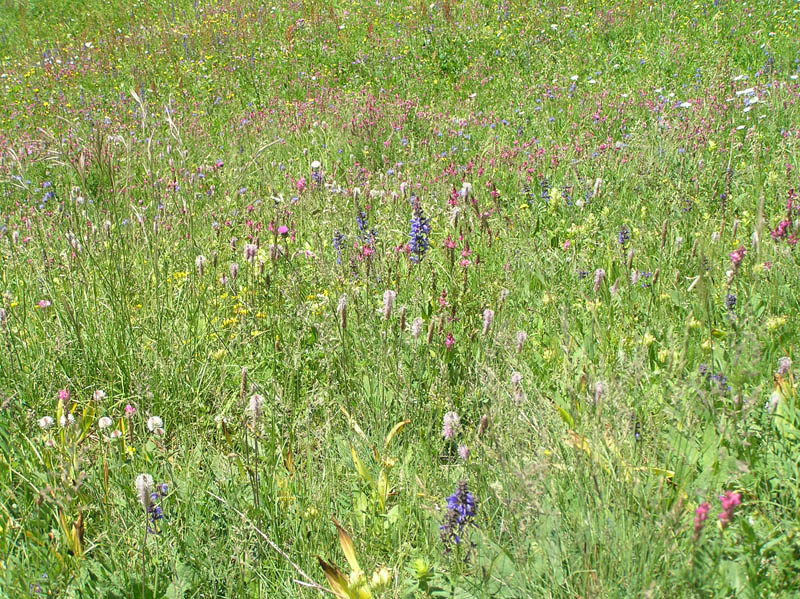 Piante del Val Maira - da Elva (CN) - da determinare (2)