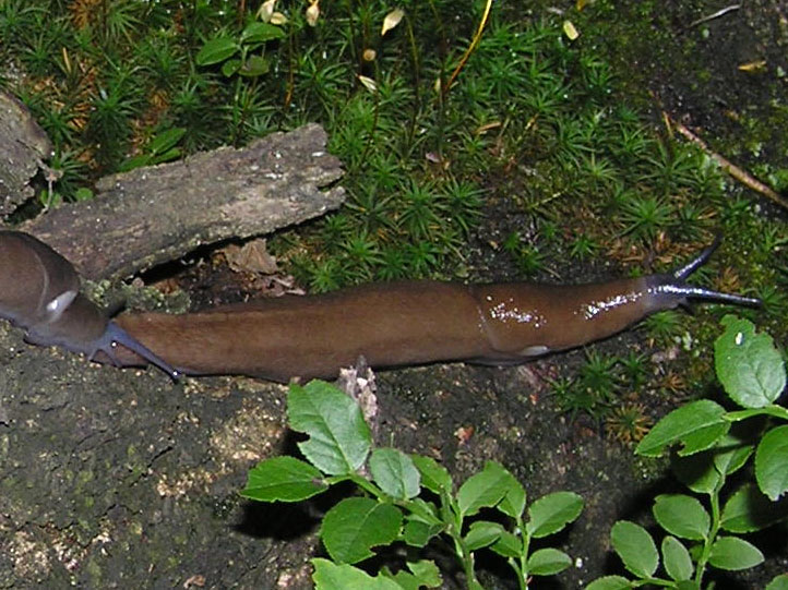 Le Limax del Val Maira (Piemonte) e dintorni