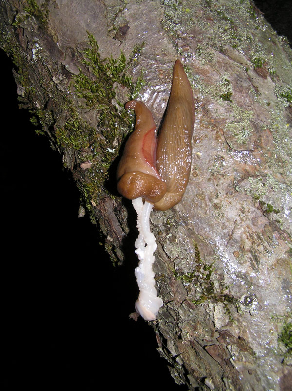 Limax del corsicus-gruppo dal Monte Terminio (AV)