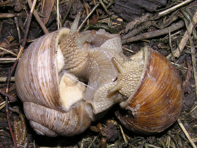 Accoppiamento di Helix pomatia