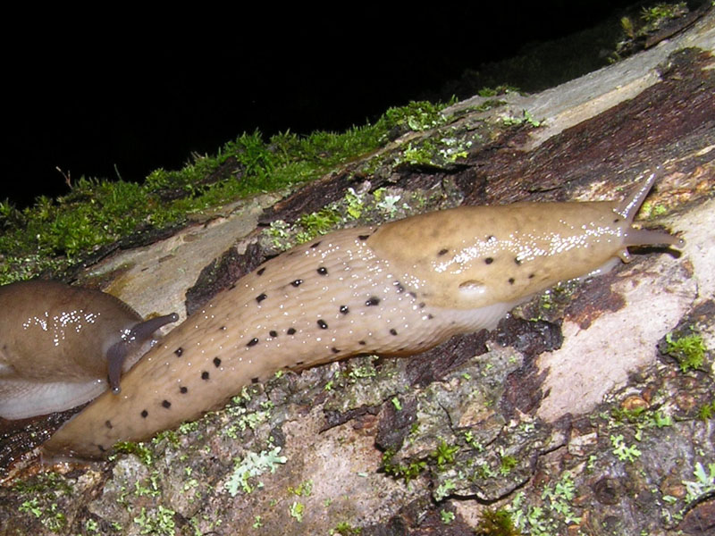 L''accoppiamento di Limax canapicianus