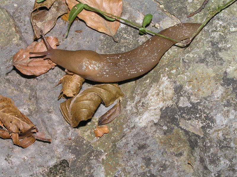 Chi  Limax pironae?