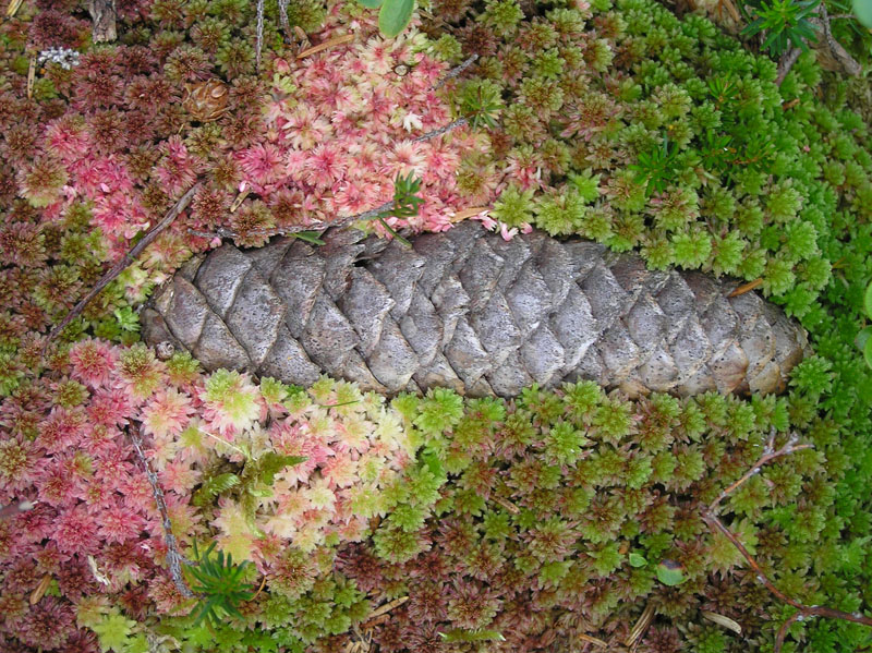 Non mediterraneo - ma una belezza da Austria