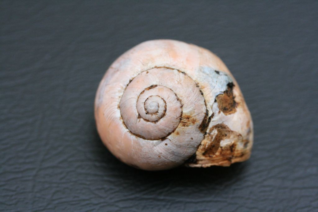 Cepaea nemoralis sui Monti Pisani