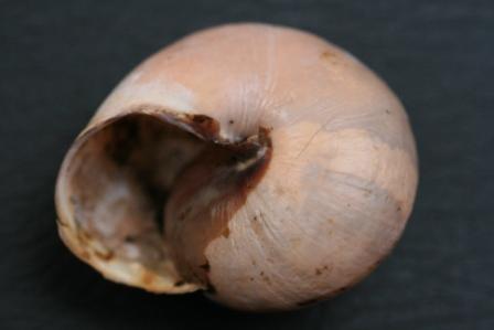 Cepaea nemoralis sui Monti Pisani