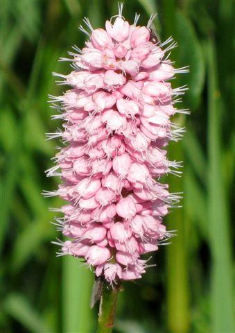 Bistorta officinalis
