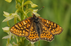 Melitaea...???