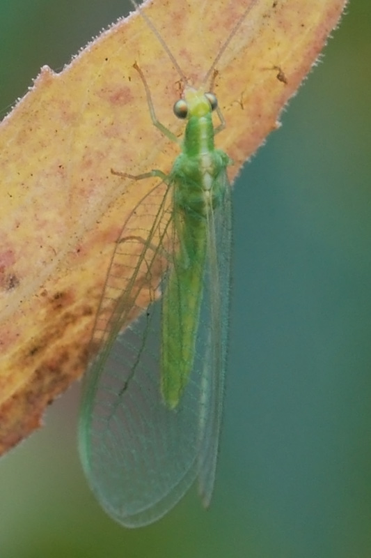 Chrysoperla carnea