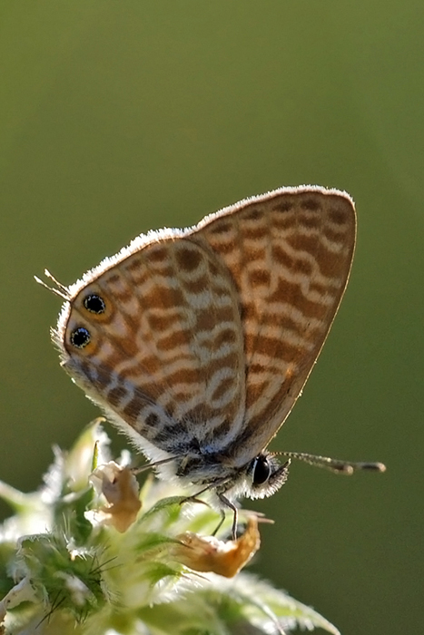 Da identificare. - Leptotes pirithous