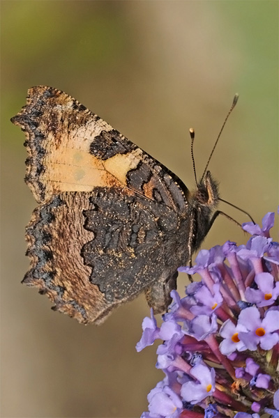 MAI VISTA PRIMA.......... - Aglais urticae