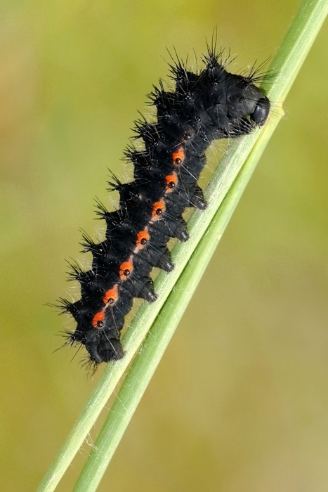 bruco di Zygaena