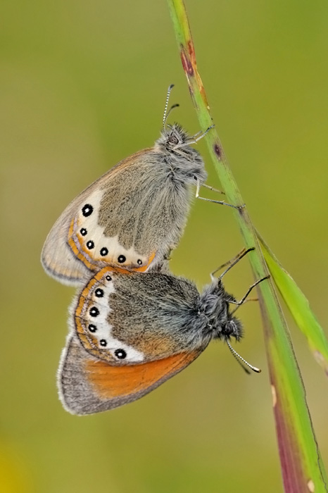 Ho forse disturbato un po....!!!! Coenonympha gardetta