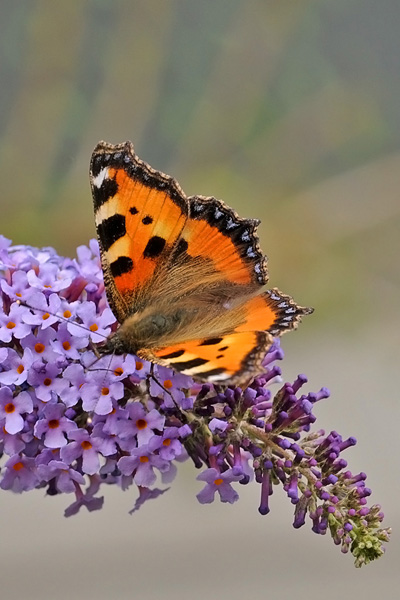 MAI VISTA PRIMA.......... - Aglais urticae