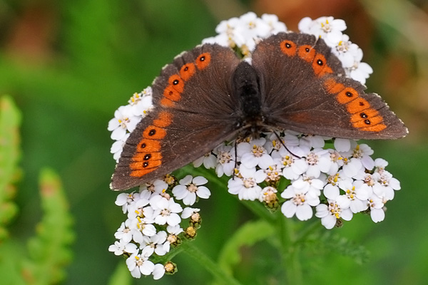 ALTRA SCONOSCIUTA.............!!!! - Erebia euryale