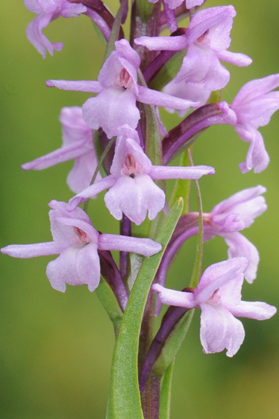 Gymnadenia conopsea...???