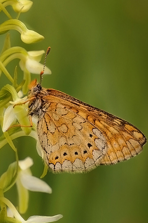 Melitaea...???