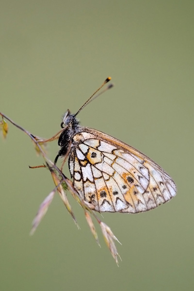 .........DA IDENTIFIVARE............. - Boloria selene