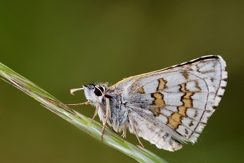 Pyrgus sidae (Hesperiidae)