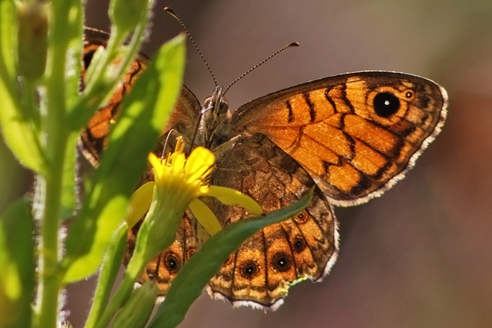 Lasiommata megera