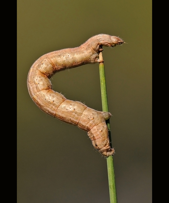 BRUCO MAI VISTO... - Geometridae