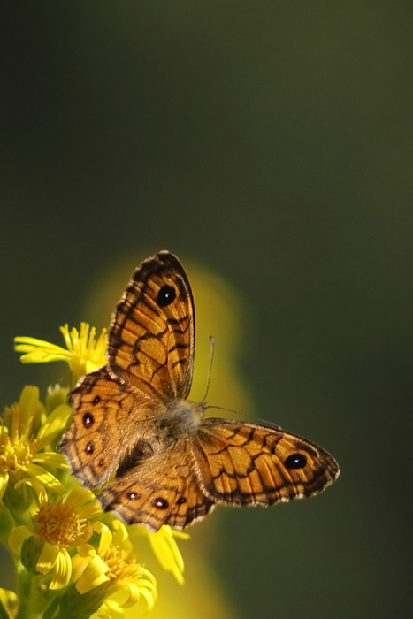 Lasiommata megera