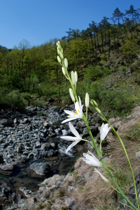 Anthericum liliago / Lilioasfodelo maggiore