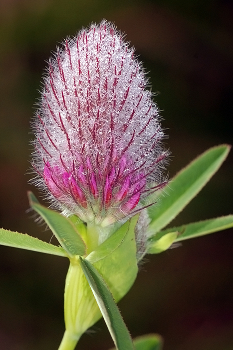 ho pensato........! ! ! ... Trifolium rubens