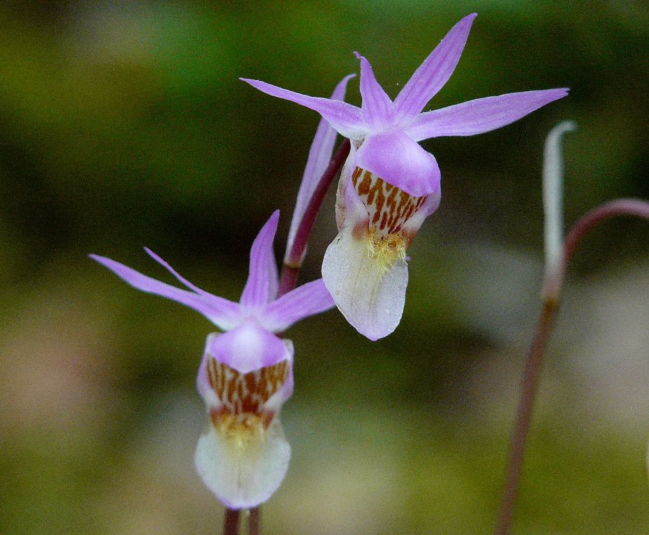Capo Nord - Saxifraga oppositifolia