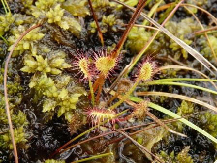 Drosera rotundifolia / Drosera a foglie rotonde